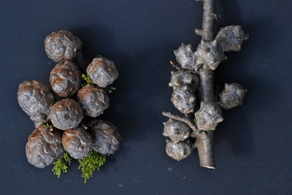 Cupressus butanoensis