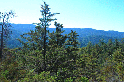 Cupressus butanoensis