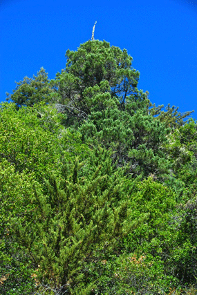 Cupressus butanoensis