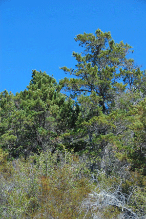 Cupressus butanoensis
