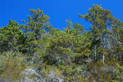 Cupressus butanoensis