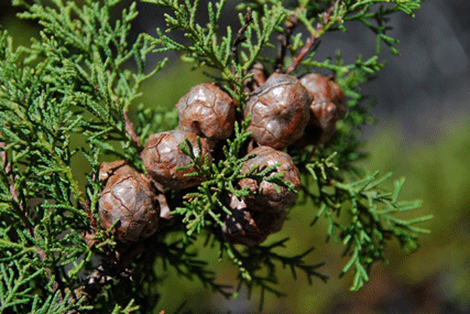 Cupressus butanoensis