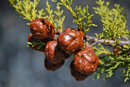 Cupressus butanoensis