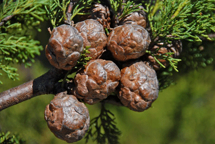 Cupressus butanoensis