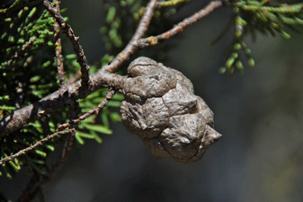Cupressus butanoensis