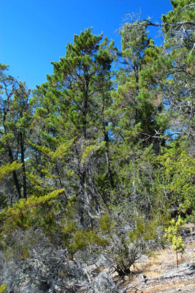 Cupressus butanoensis