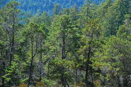 Cupressus butanoensis