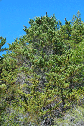 Cupressus butanoensis