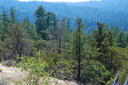 Cupressus butanoensis