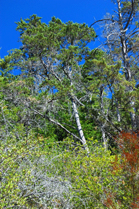 Cupressus butanoensis