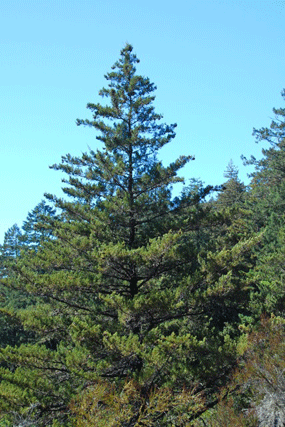 Cupressus butanoensis