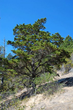 Cupressus butanoensis