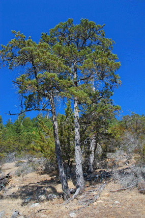 Cupressus butanoensis