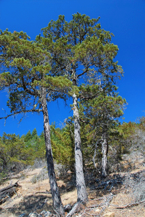 Cupressus butanoensis