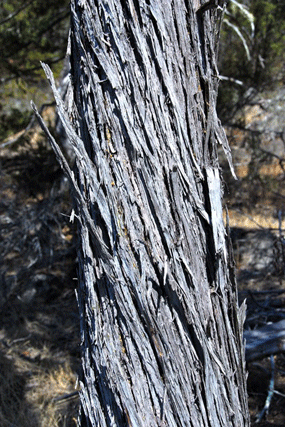 Cupressus butanoensis