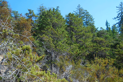 Cupressus butanoensis