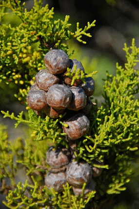 Cupressus goveniana