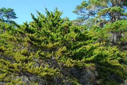 Cupressus goveniana