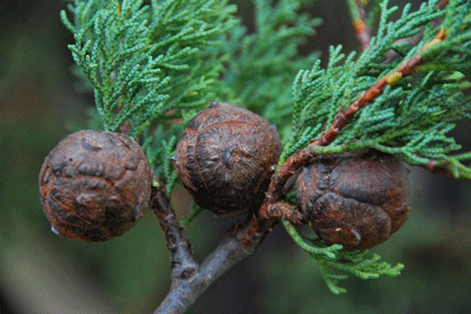 Cupressus guadalupensis