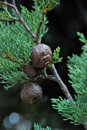 Cupressus guadalupensis