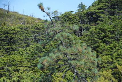 Cupressus sargentii