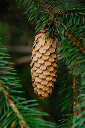 Picea sitchensis