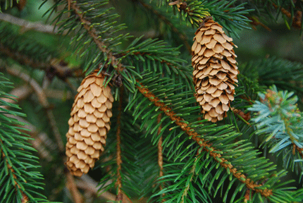 Picea sitchensis