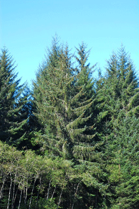 Picea sitchensis
