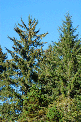 Picea sitchensis