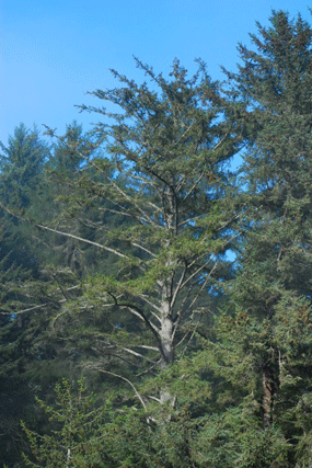 Picea sitchensis
