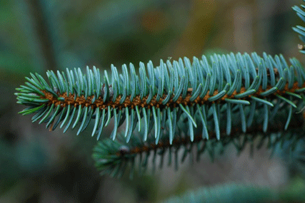 Picea sitchensis