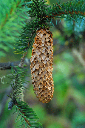 Picea sitchensis