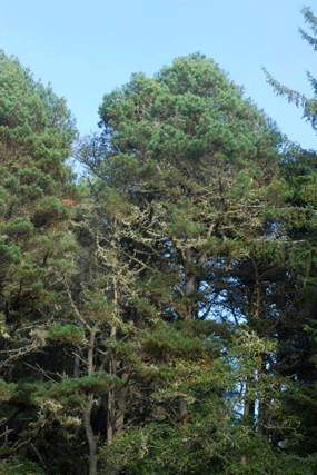 Pinus muricata borealis