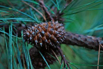 Pinus muricata borealis