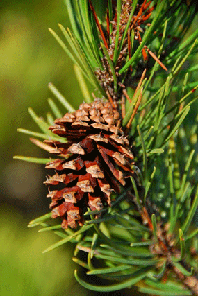 Pinus contorta