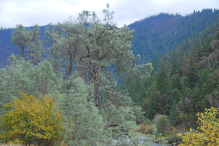 Pinus sabineana