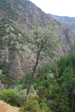 Pinus sabineana