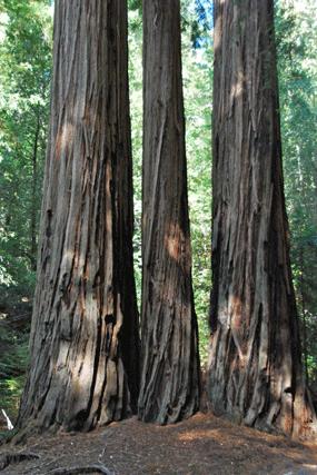 Sequoia sempervirens
