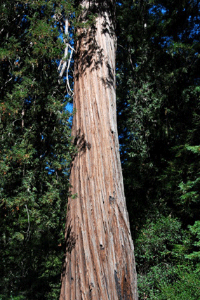 Sequoia sempervirens