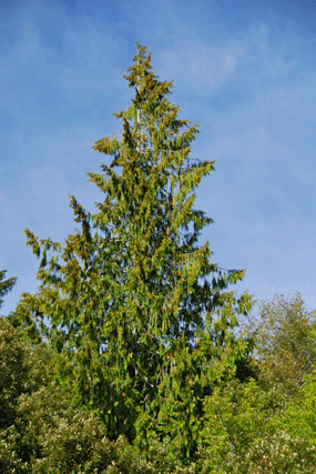 Thuja plicata