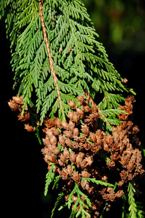 Thuja plicata