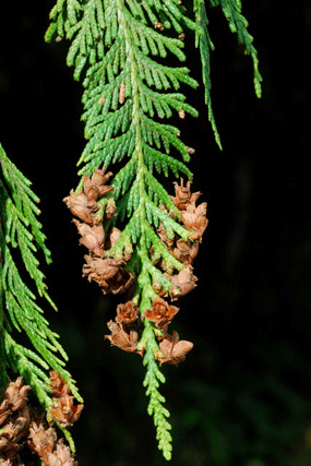 Thuja plicata