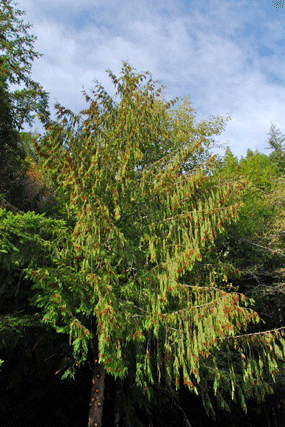 Thuja plicata