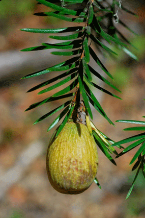 Torreya californica