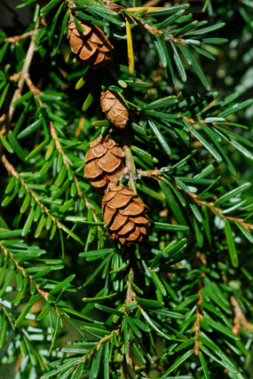 Tsuga heterophylla