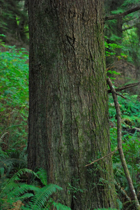Tsuga heterophylla