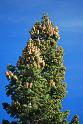 Abies concolor