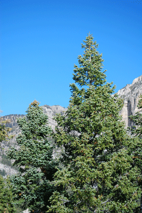Abies concolor