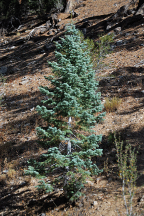 Abies concolor