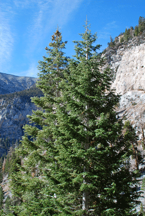 Abies concolor